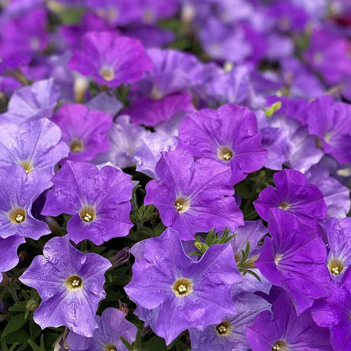 Blue Phantom Petunia Seeds,