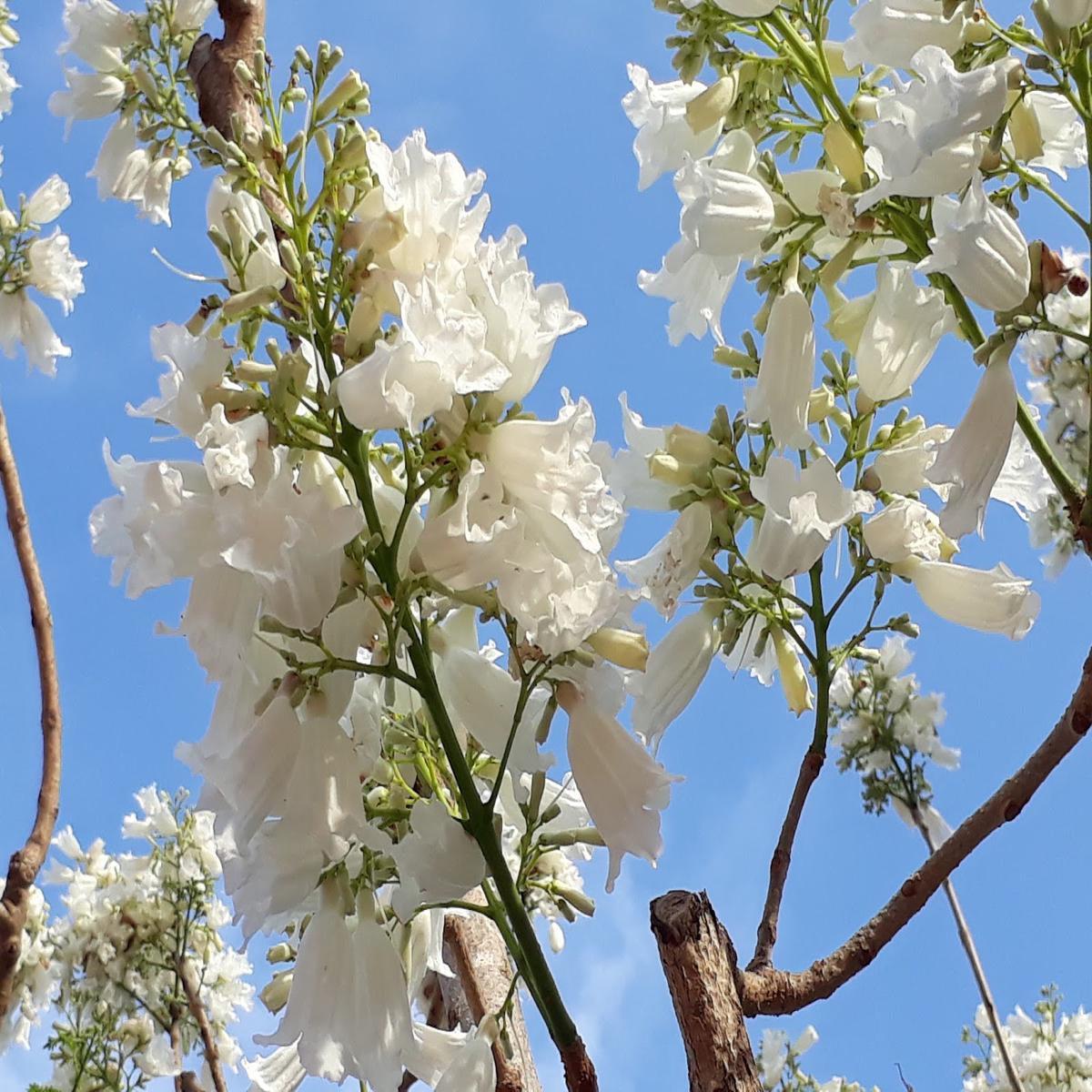 White Jacaranda Flower Seeds for Planting  Heirloom, Non-GMO, Pollinator Friendly, High Germination