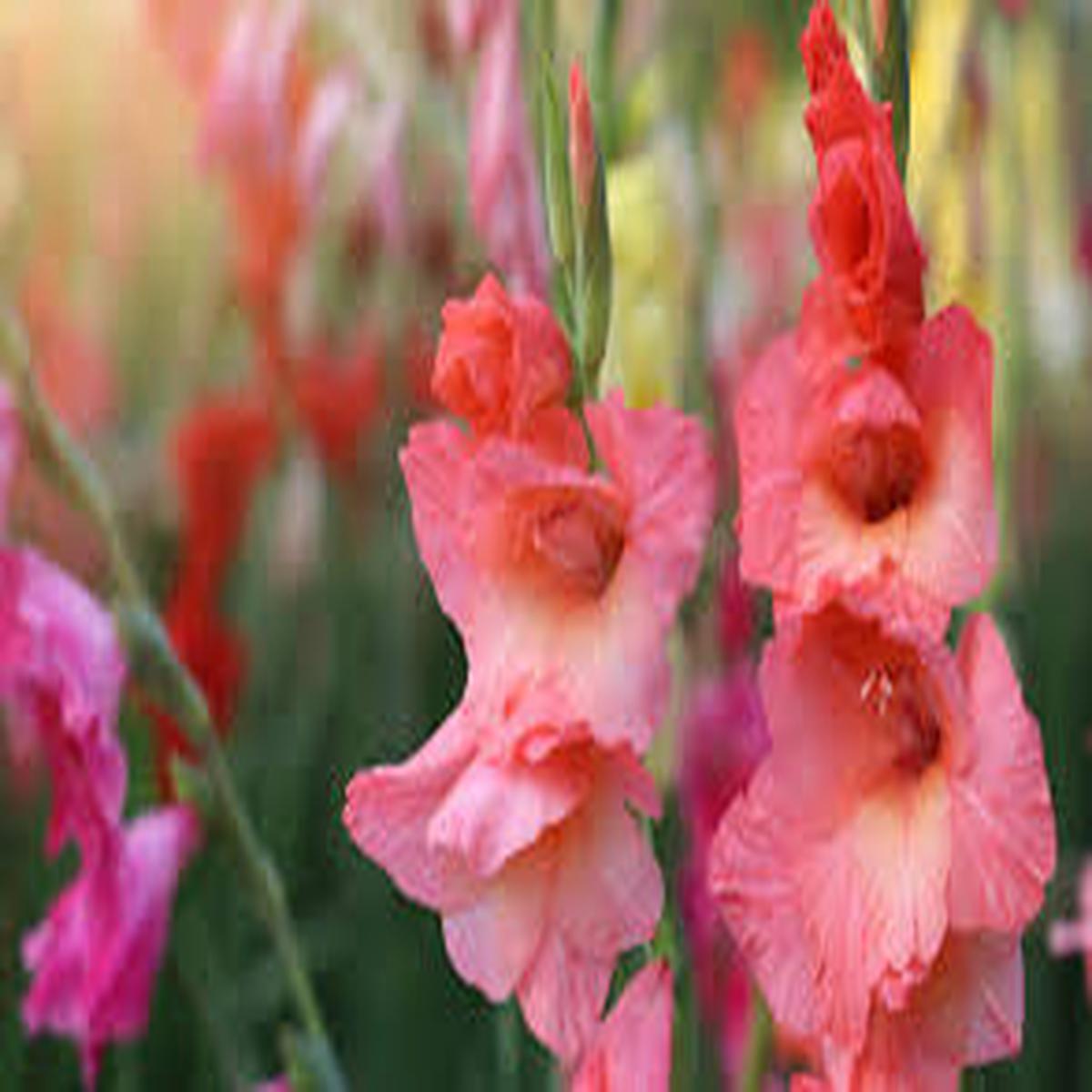 White Pink Perennial Gladiolus Flower Seeds for Planting Low Maintenance, Heirloom & Non-GMO, 100pcs
