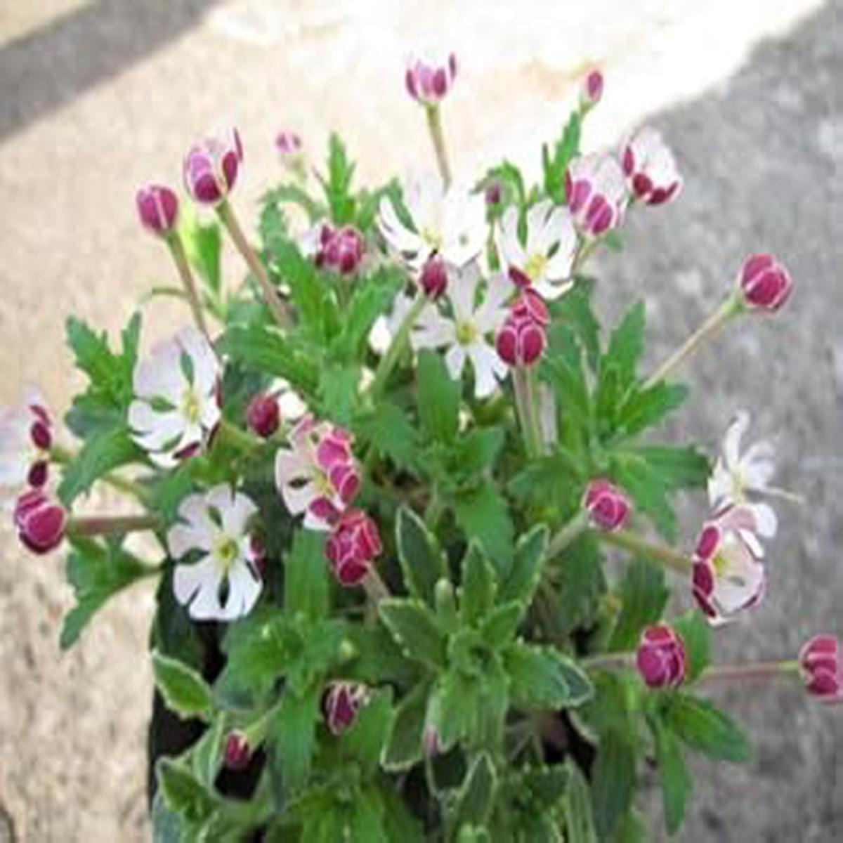 White Pink Zaluzianskya Flower Seeds - 100 pcs