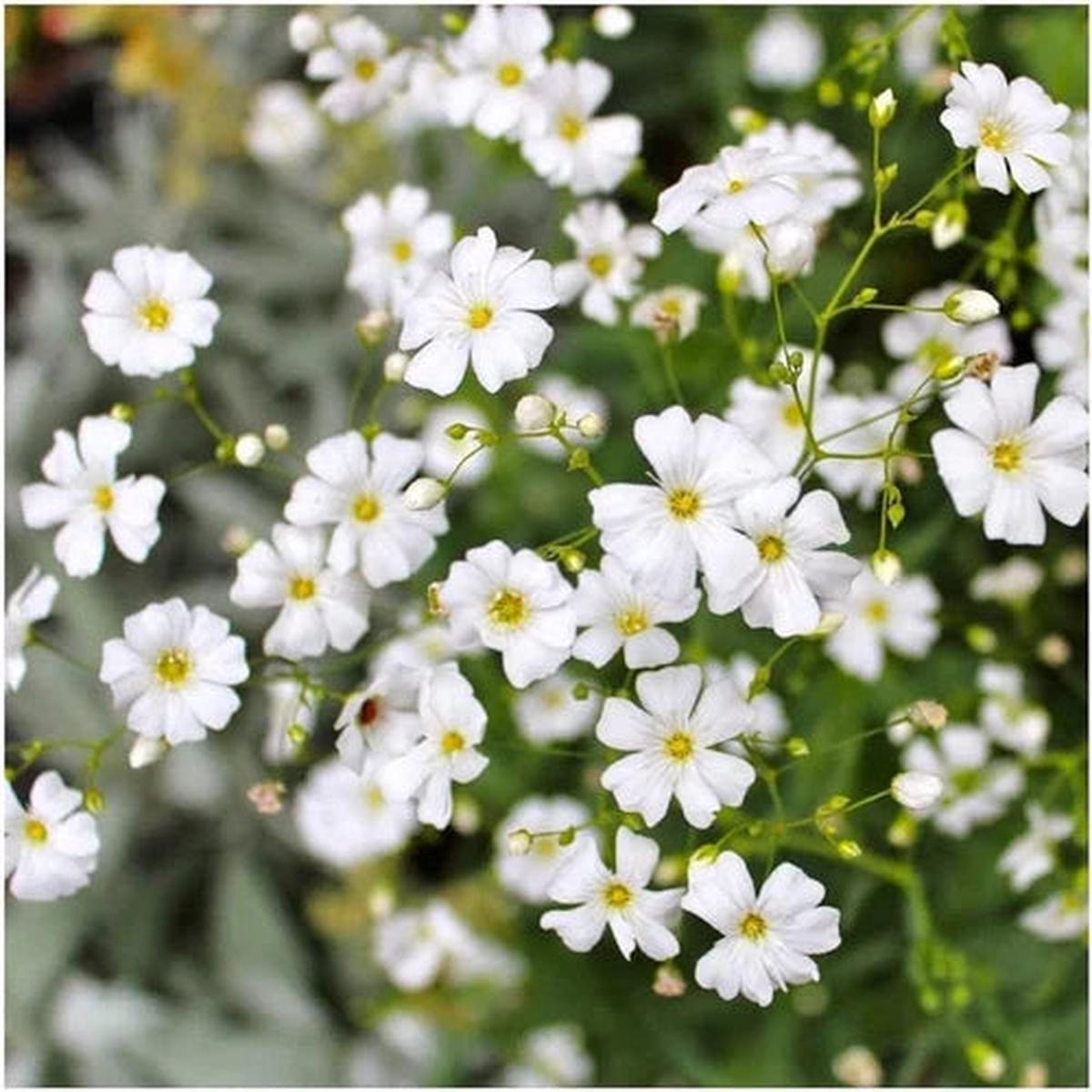 White Waterhyssop Flower seeds for Planting - Sun Loving, Heirloom & GMO Free Seeds for Home Garden