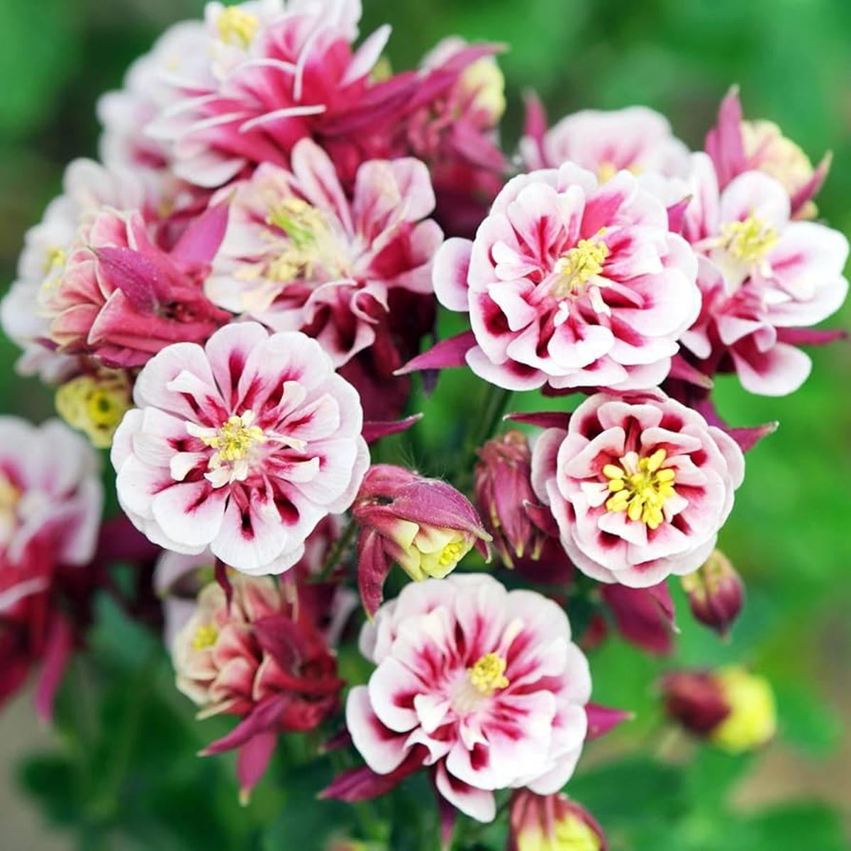 Winky Double Mix Columbine Aquilegia Flower Seeds for Planting