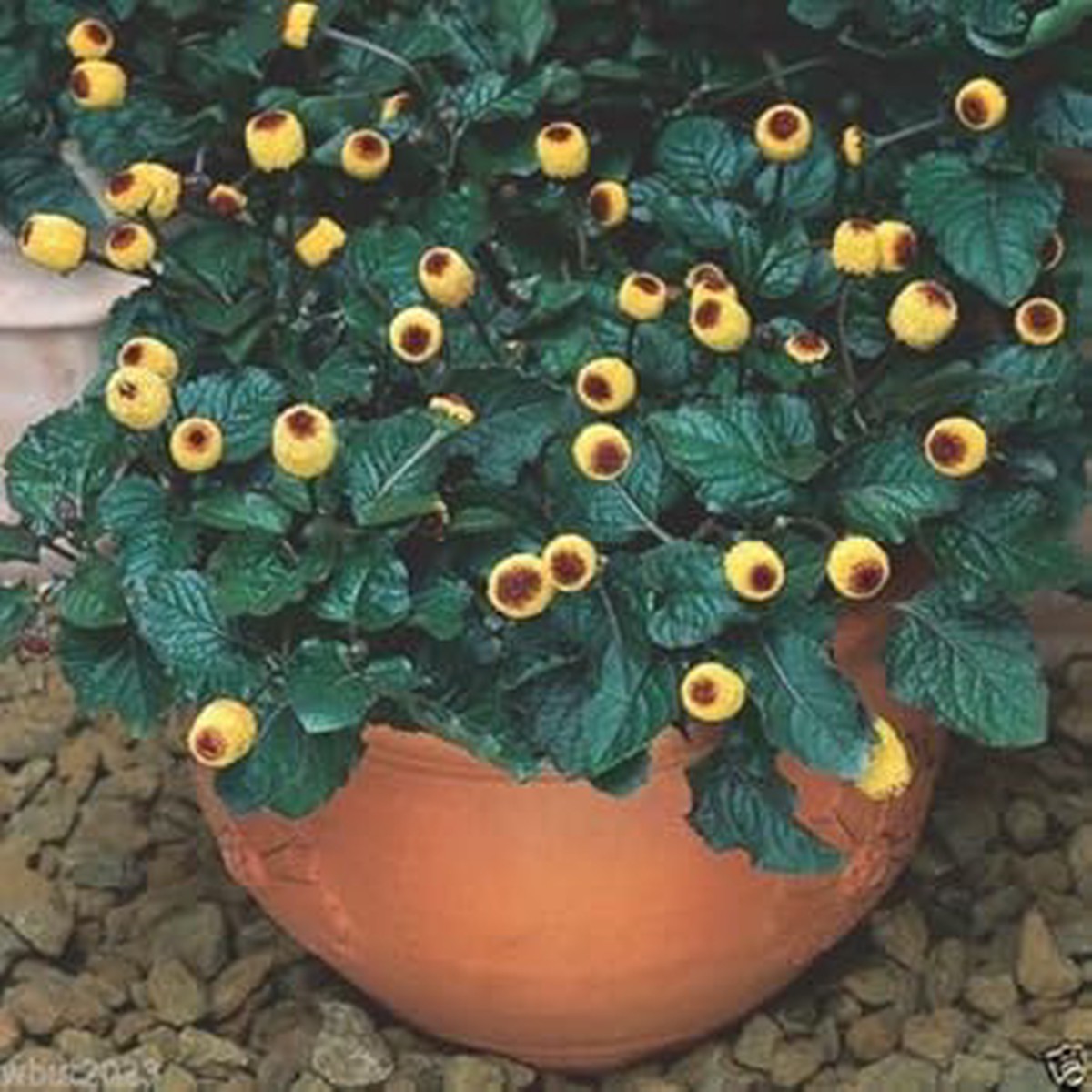 Yellow Acmella Oleracea Seeds for Planting Organic, Heirloom, Non-GMO Flower Seeds