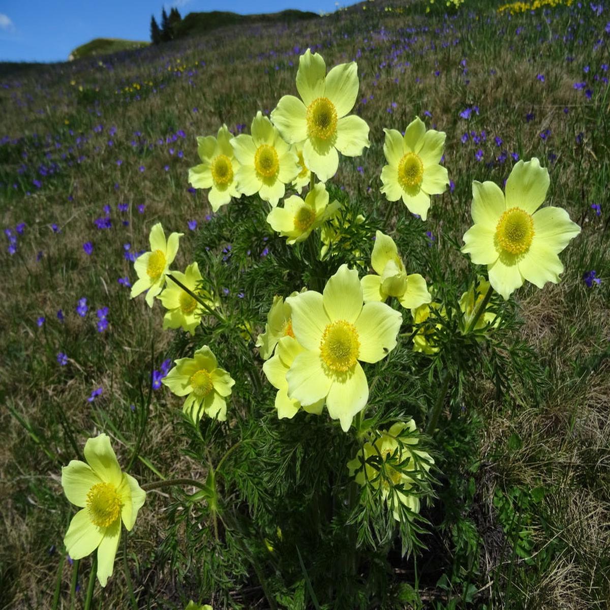 Yellow Anemone Pulsatilla Flower seeds for Planting Low Maintenance Heirloom & GMO Free Seeds for Home Garden