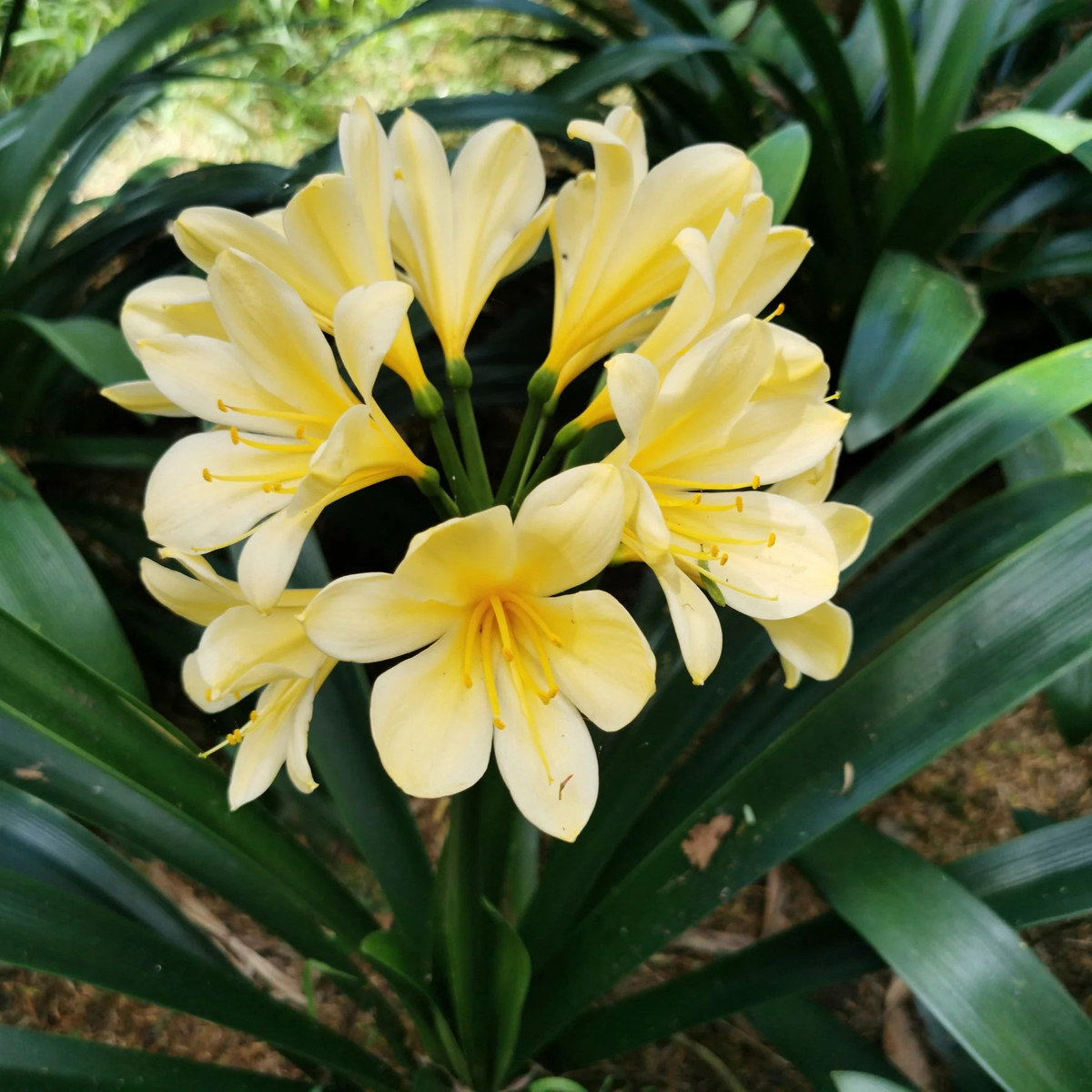 Yellow Clivia (Clivia miniata) Flower Seeds for Planting Heirloom, Non-GMO, Shade-Loving, Perennial