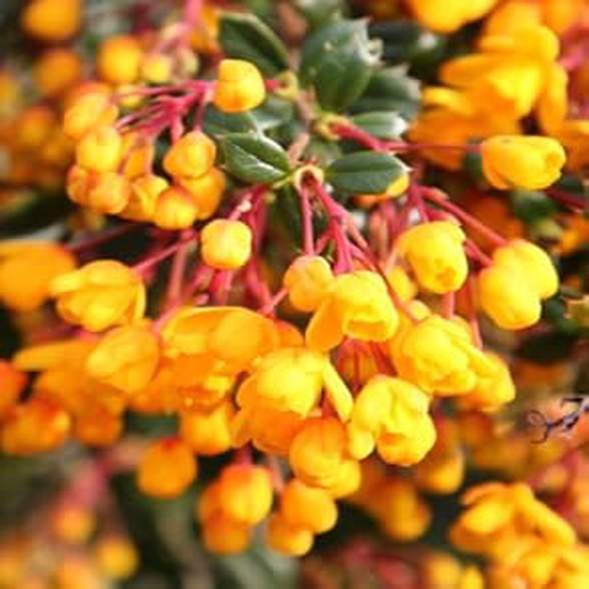Yellow Darwinii Flower seeds for Planting - Wildflower Mix, Heirloom & GMO Free Seeds for Home Garden
