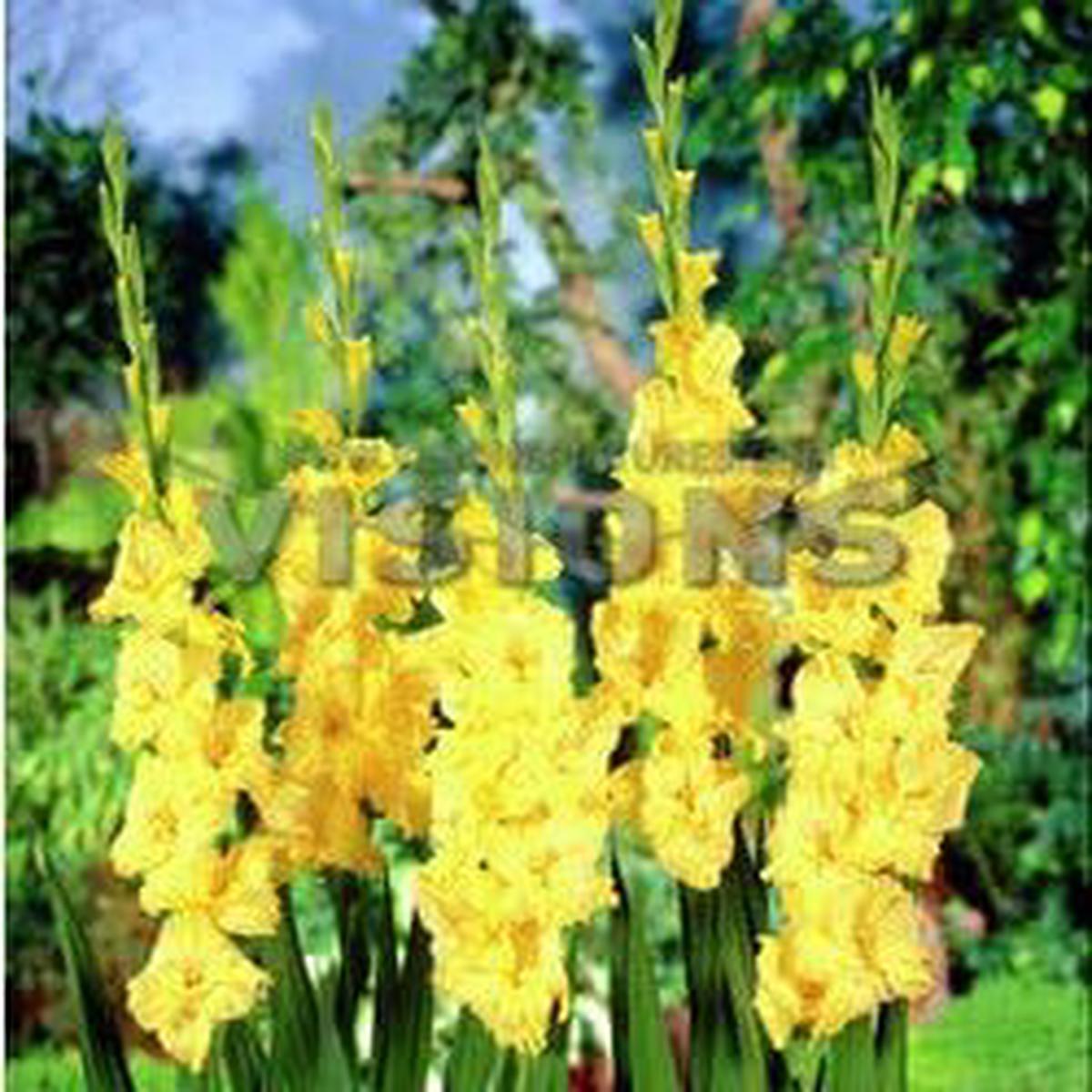 Yellow Gladiolus Hybridus Flower seeds for Planting - Shade Tolerant, Heirloom & GMO Free Seeds for Home Garden