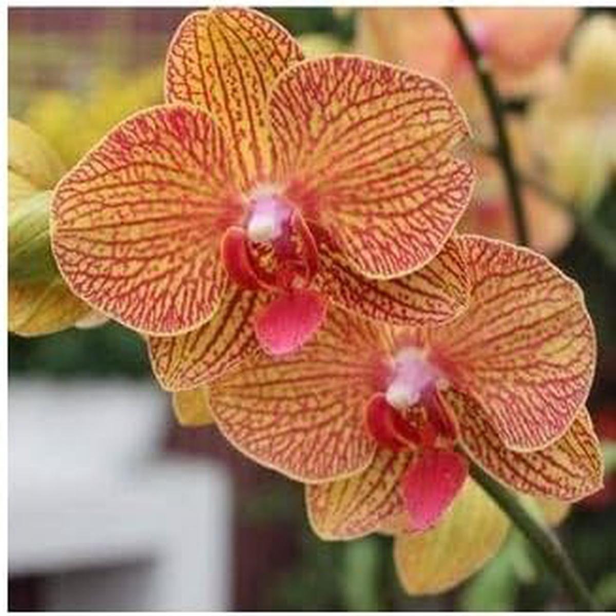 Yellow Red Phalaenopsis Orchid Flower Seeds for Planting  Heirloom, Non-GMO, High Germination Organic Seeds
