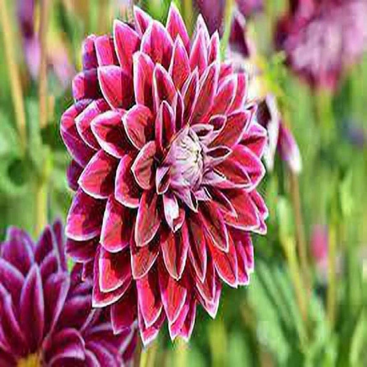 Zinnia Double Mixed Flower seeds for Planting Perfect for Borders Heirloom & GMO Free Seeds for Home Garden