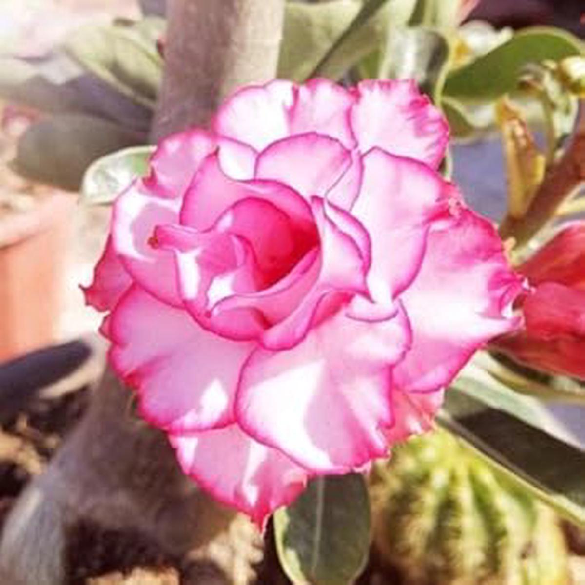 Adenium Obesum Rose Flower seeds for Planting Fragrant Blossoms Heirloom & GMO Free Seeds for Home Garden Sale