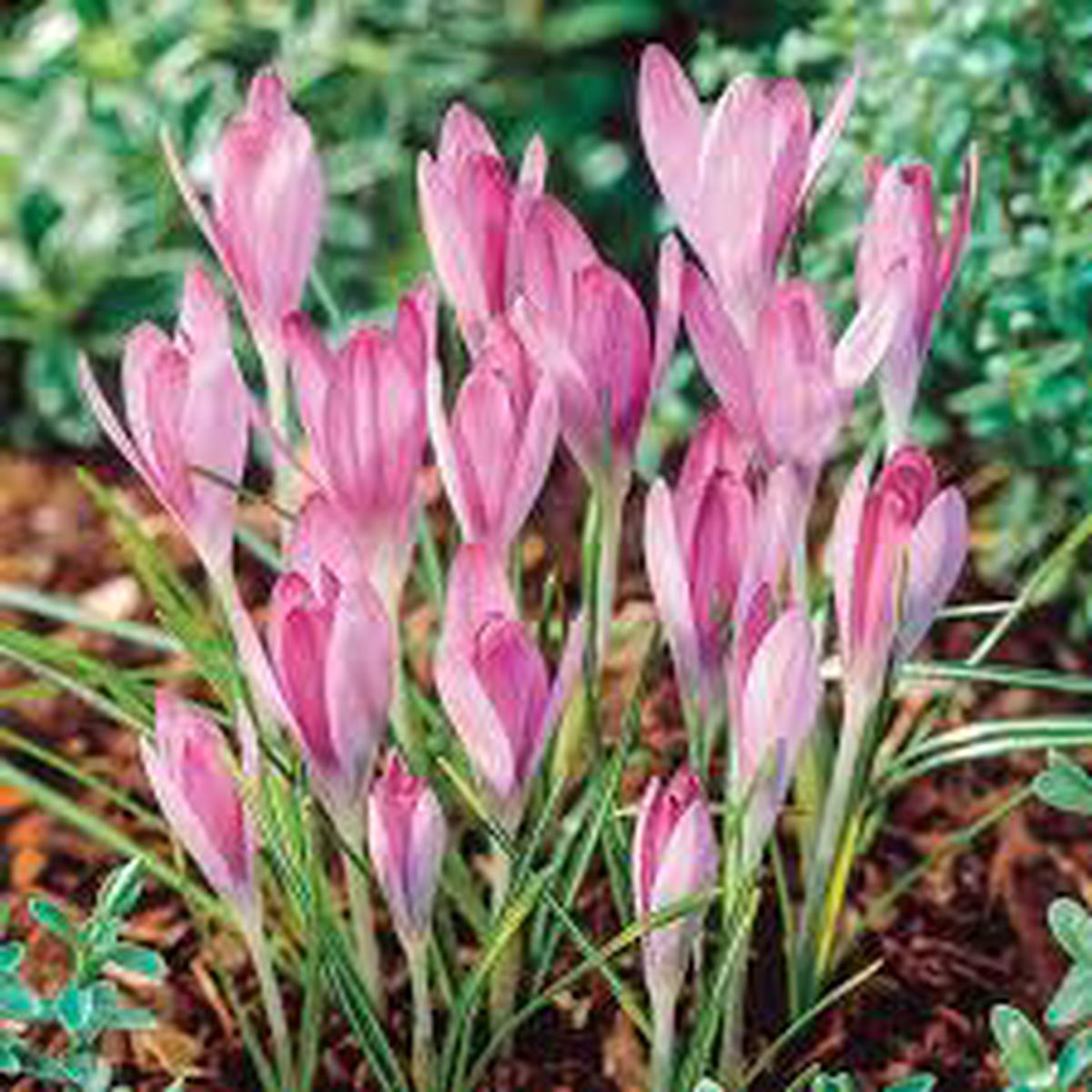 Baby Pink Crocus Flower Seeds for Planting Heirloom NonGMO High Germination Organic Garden Seeds Easy to Grow Sale