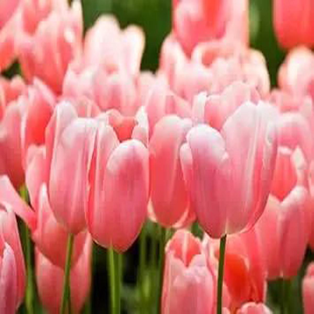Baby Pink Tulip Flower Seeds for Garden  Heirloom, Non-GMO, Perfect for Planting