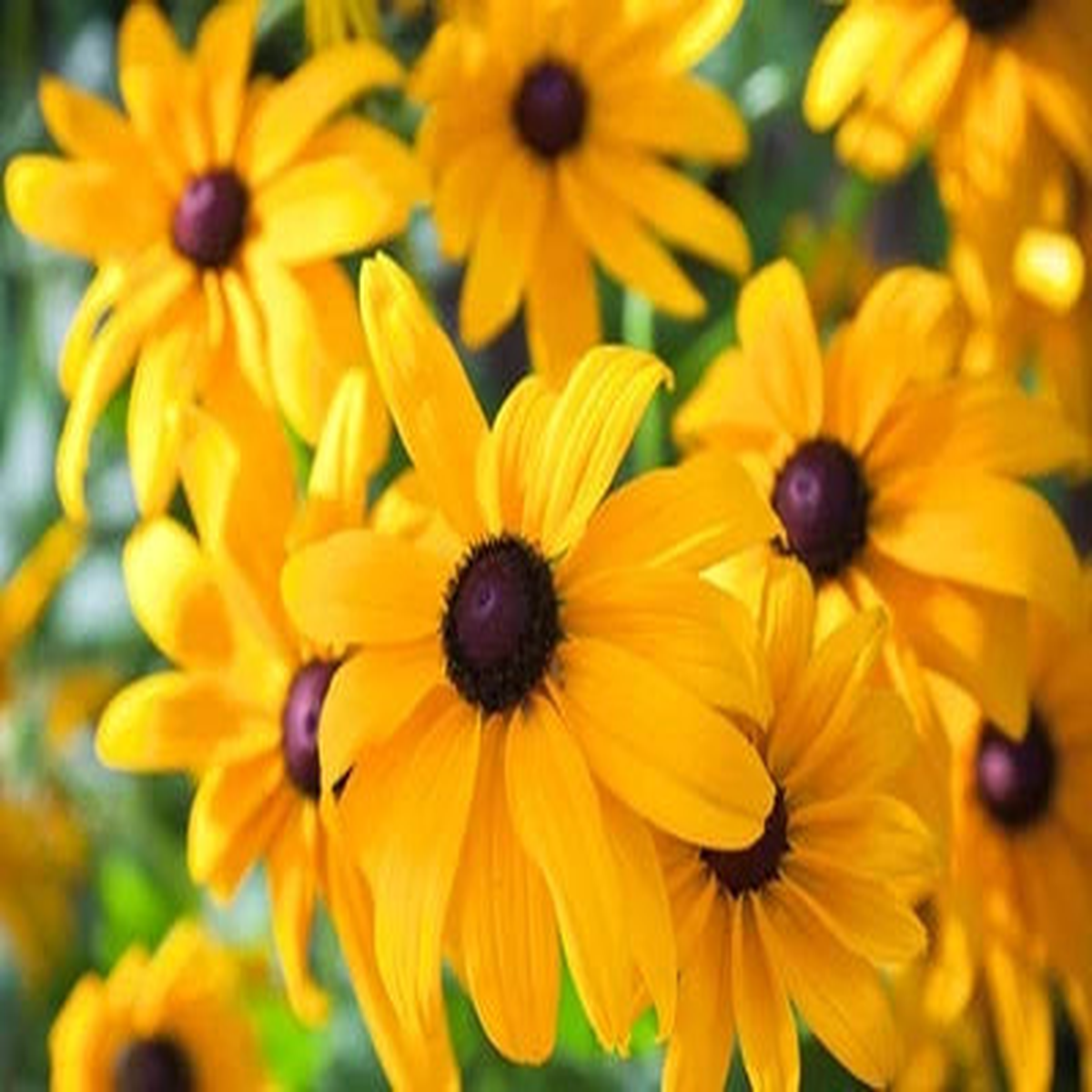 Black Eyed Susan Seeds for Planting - Heirloom Perennial Non-GMO Flower Rudbeckia Seeds for Planting