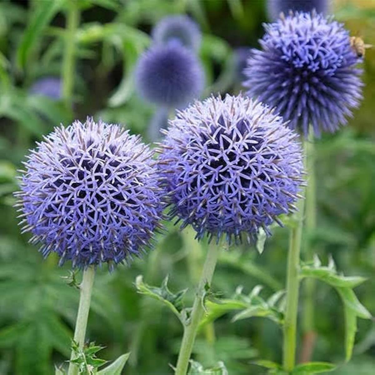 Blue Globe Thistle Echinops Ritro Planting Flower Bed Urban Garden Flower Seeds Home Garden