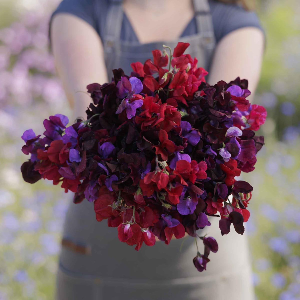 Sweet Pea Seeds - Passion Mix