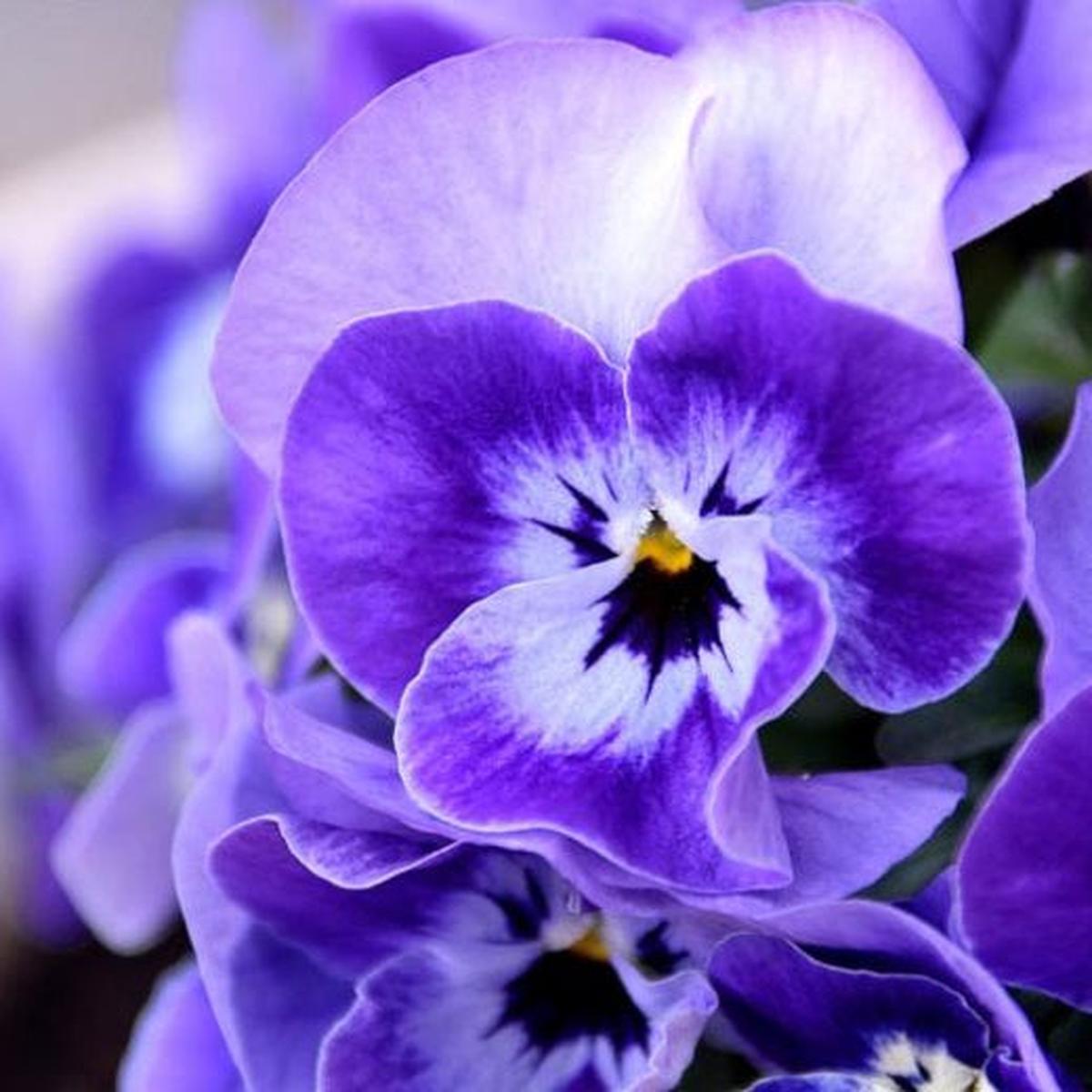 Violet Pansy Flower Seeds for Planting Wildflower Mix Heirloom & GMO Free Seeds for Home Garden Sale