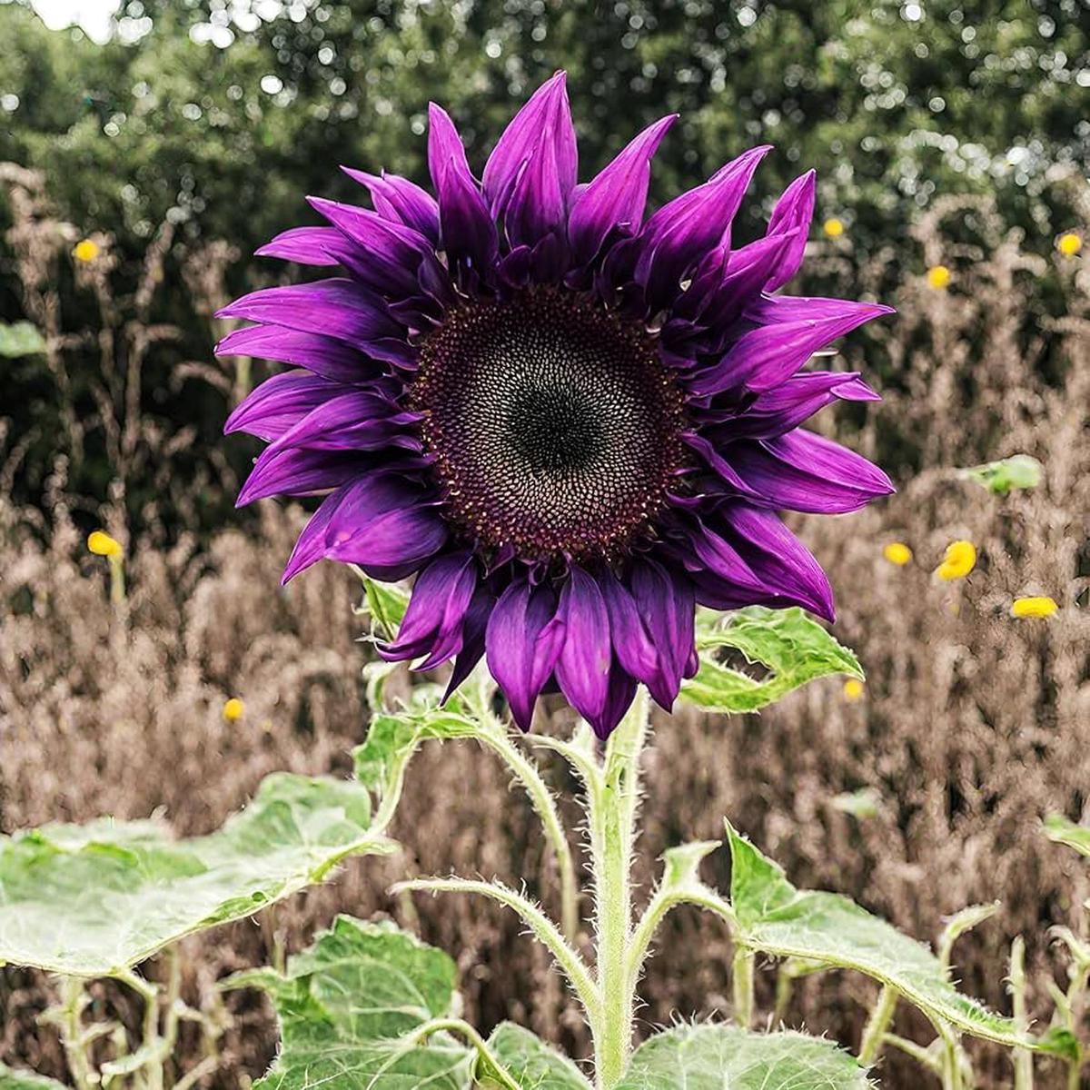 Violet Sunflower Perennial Flower Seeds for Planting, Heirloom Non-GMO Organic Garden Seeds