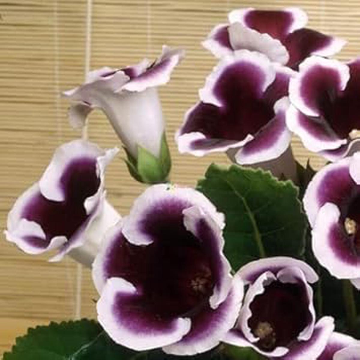 White Black Gloxinia Flower seeds for Planting Easy to Grow Heirloom & GMO Free Seeds for Home Garden Sale
