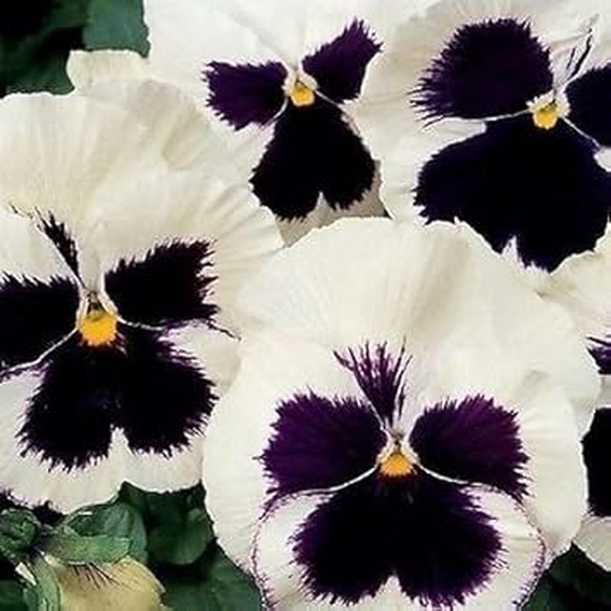 White Black Pansy Seeds for Planting  Organic Heirloom Non-GMO Garden Flower Seeds