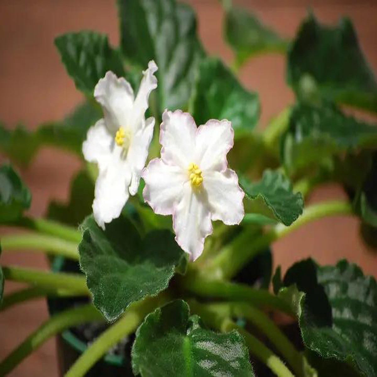 White Saintpaulia For Planting Flower Seeds for Home Garden Planting, Landscape Organic Blooming