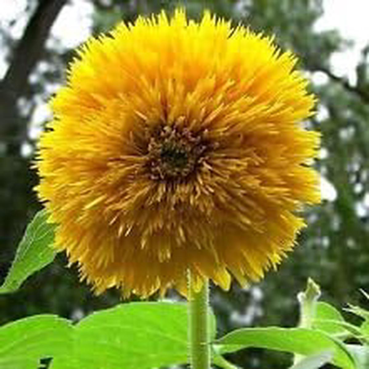 Yellow Bear Sunflower Seeds for Planting  Heirloom, Non-GMO, Fragrant Blossoms, High Germination