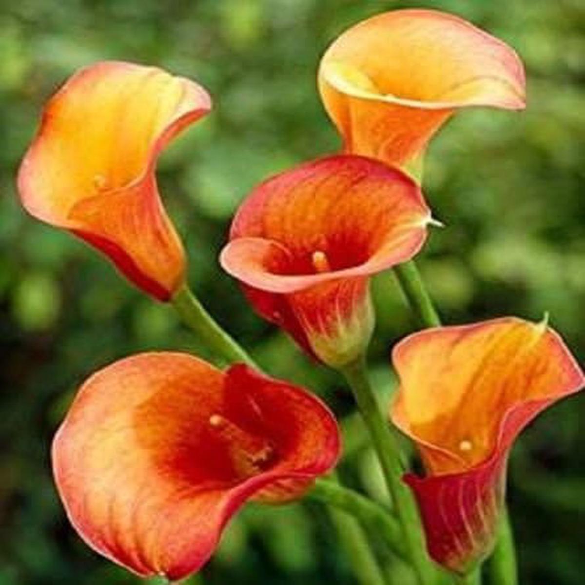 Yellow Red Calla Flower Seeds for Planting Heirloom, Non-GMO, Vibrant Colors, High Germination
