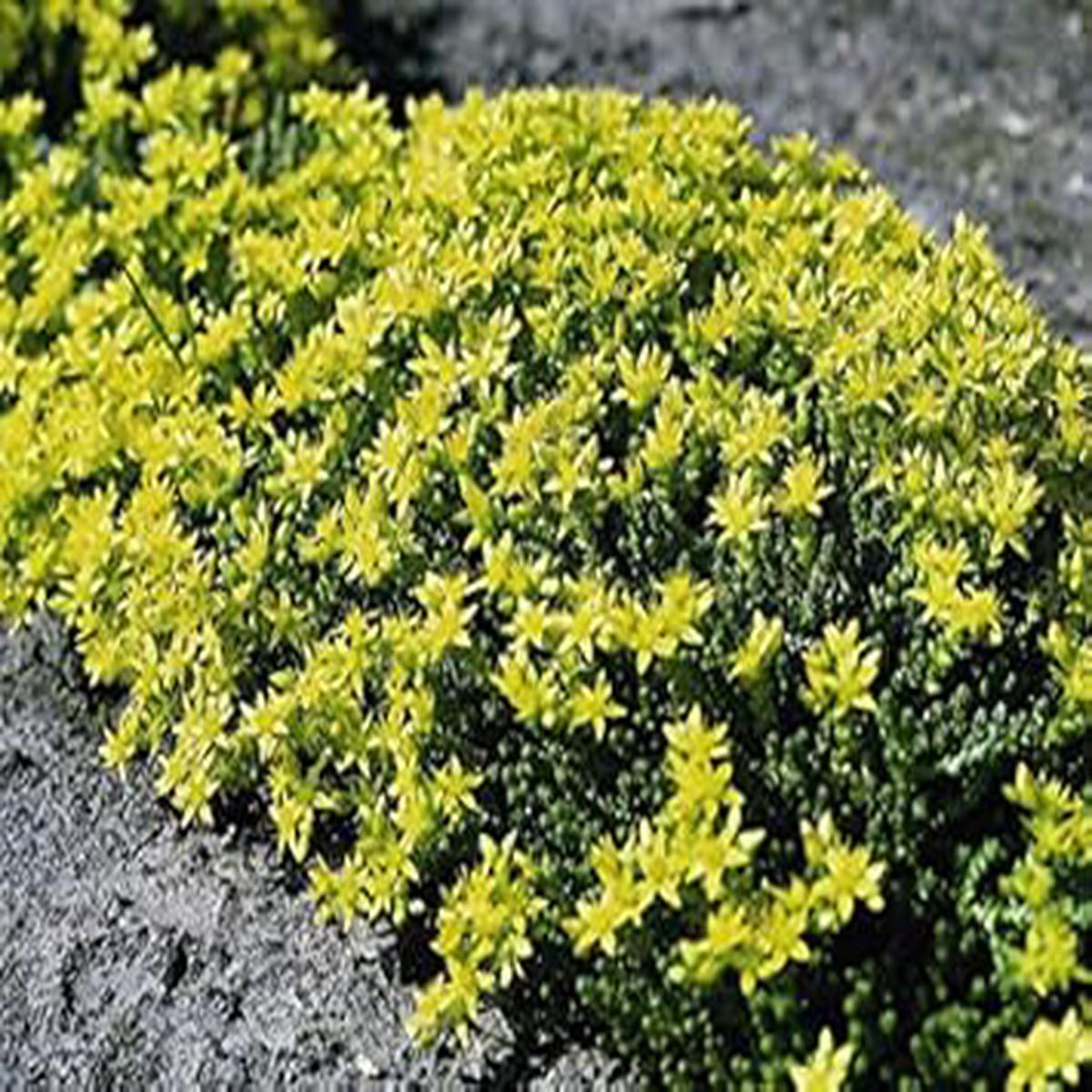 Yellow Sedum Flower Seeds for Planting | Heirloom Non-GMO High Germination Organic Garden Seeds