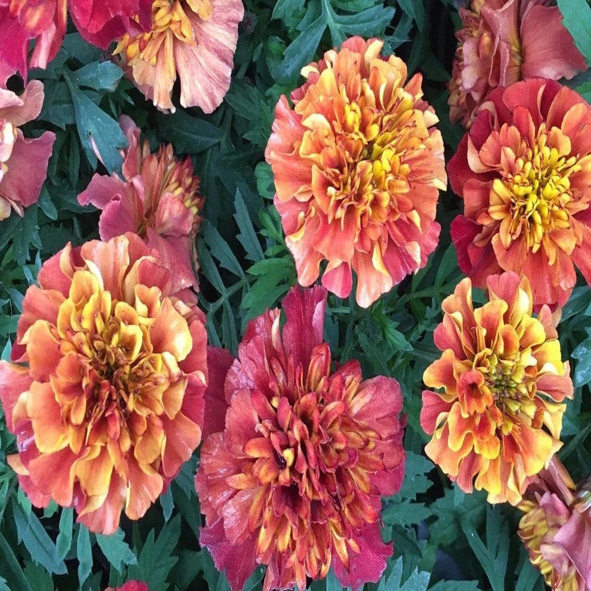 25 Strawberry Blonde Dwarf Marigold Flower Seeds