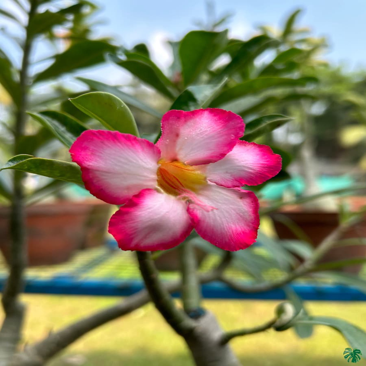Adenium Flower Planting Heirloom Non Gmo Flower Seeds Home Garden Planting, Blooming