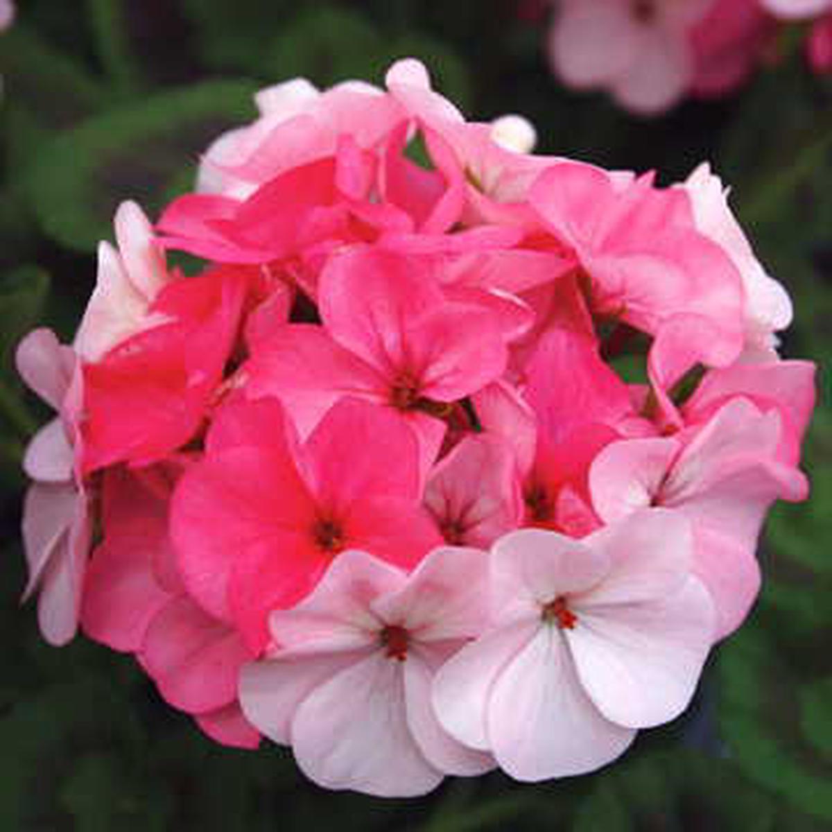 Appleblossom Geranium Seeds | Soft Pink Zonal Geranium Variety  Heirloom, Non-GMO, High Germination Organic Garden Seeds