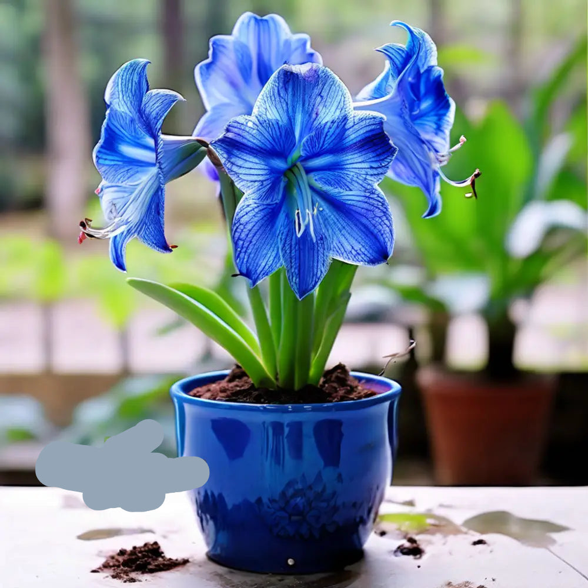 Blue Amaryllis Flower Seeds Heirloom Non-GMO High Germination Organic Garden Seeds for Planting