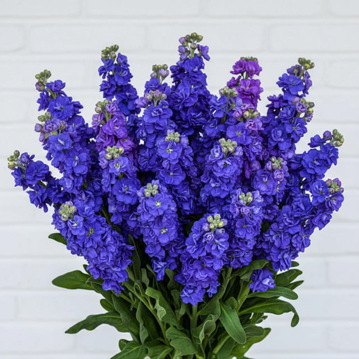 Blue Gilly Flower Seeds for Planting | Vibrant Blooms for Gardens and Borders