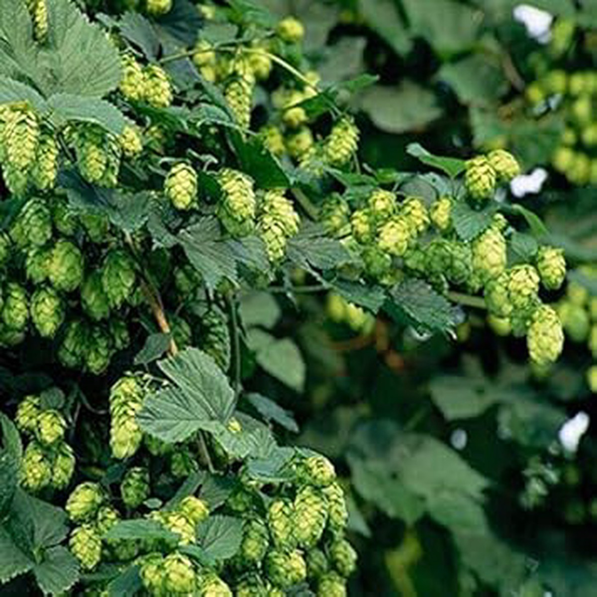 Green Humulus Lupulus Seeds for Planting NON GMO Heirloom Seeds, High Germination, Organic Garden Hops