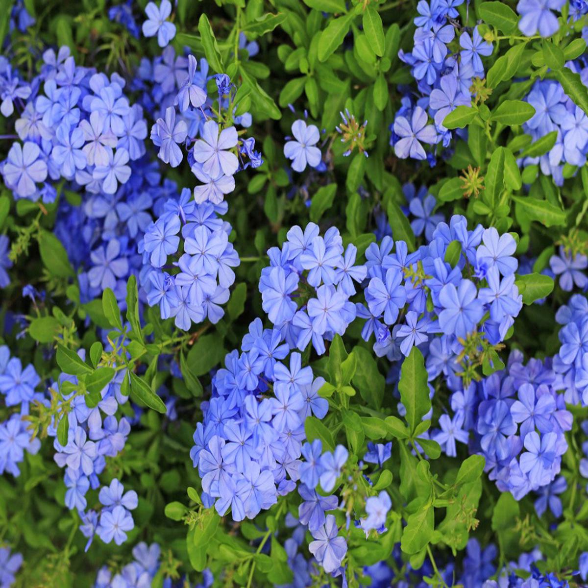 Plumbago Flower Seeds for Planting Heirloom Non-GMO, High Germination Organic Garden Seeds