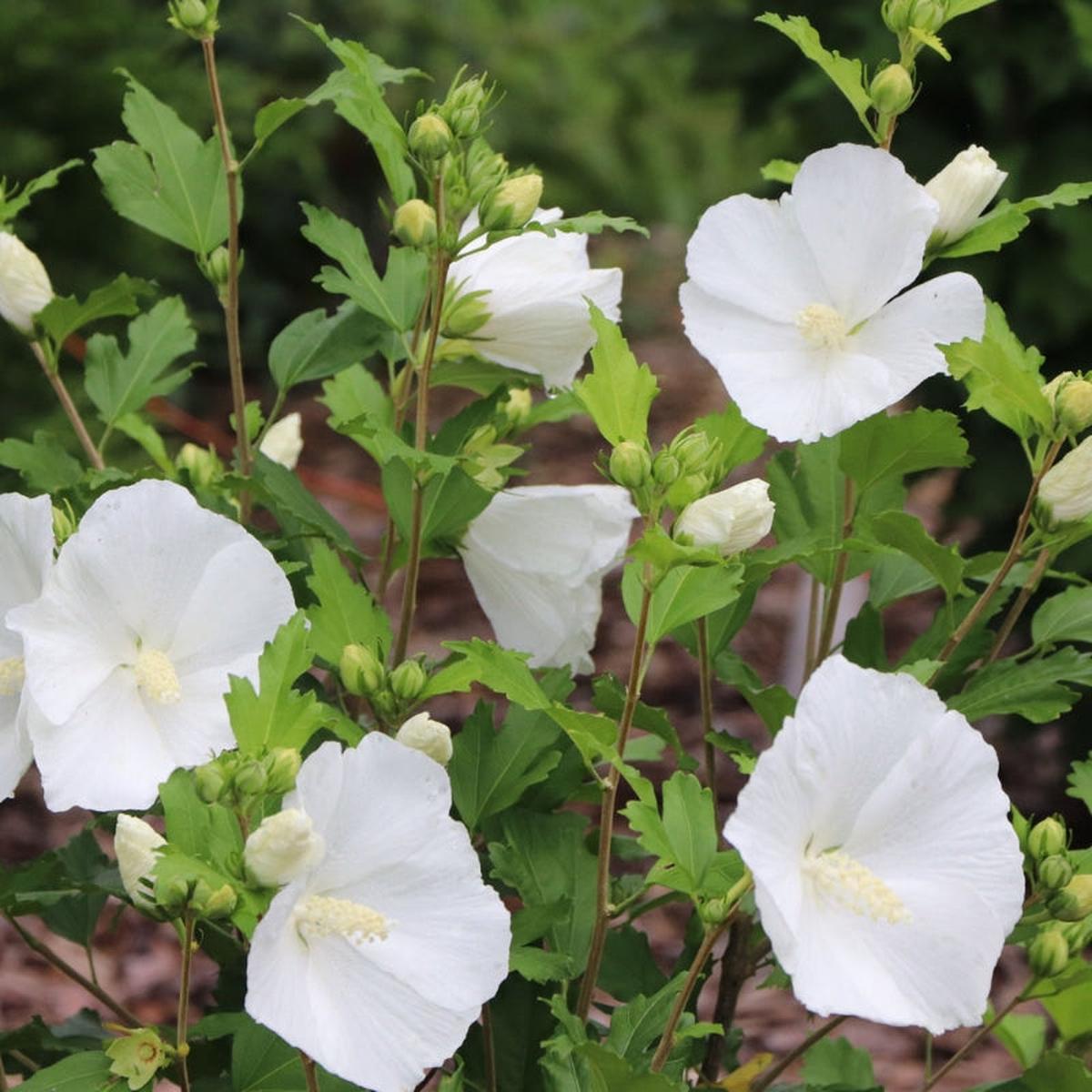 White Sharon Rose Flower Seeds for Planting  Heirloom Non-GMO, High Germination Organic Garden Seeds