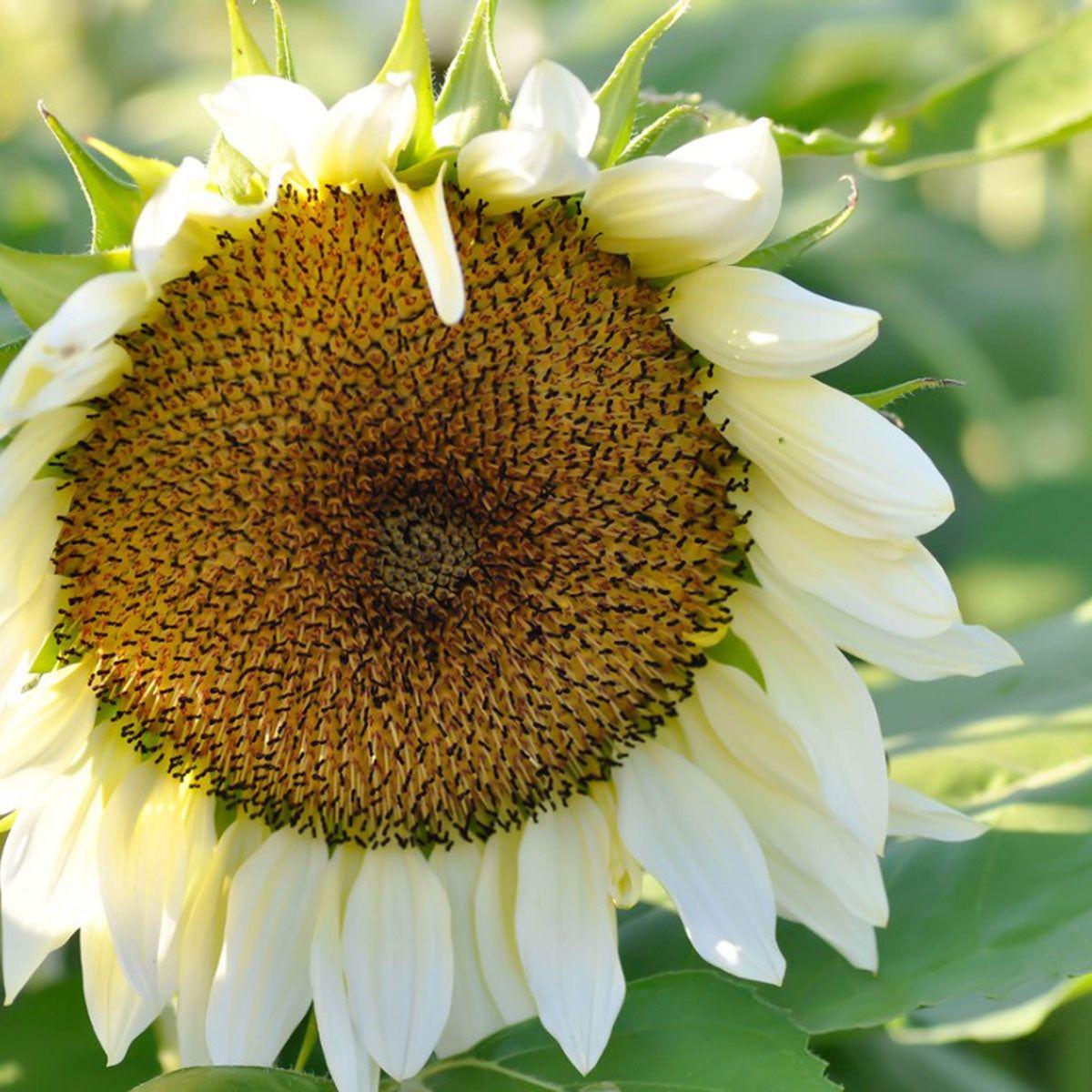 White Sunflower Seeds for Planting Heirloom, Non-GMO, Easy to Grow, Annual Variety