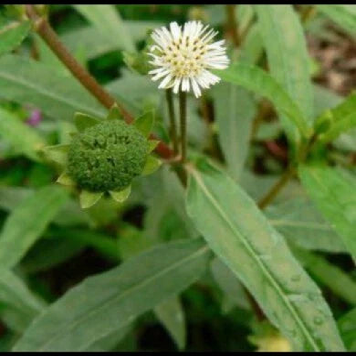X False Daisy Co Muc Eclipta Alba Prostra Med Planting Yerba De Tajo Heirloom Non Gmo Flower
