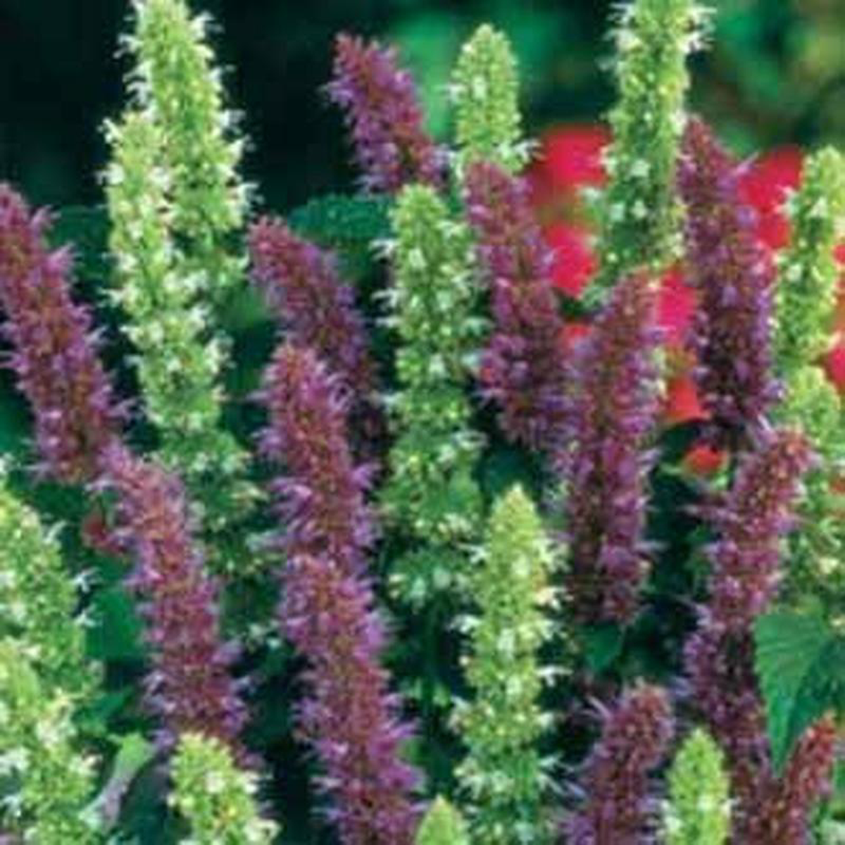 AGASTACHE Blue 038 White Mixed