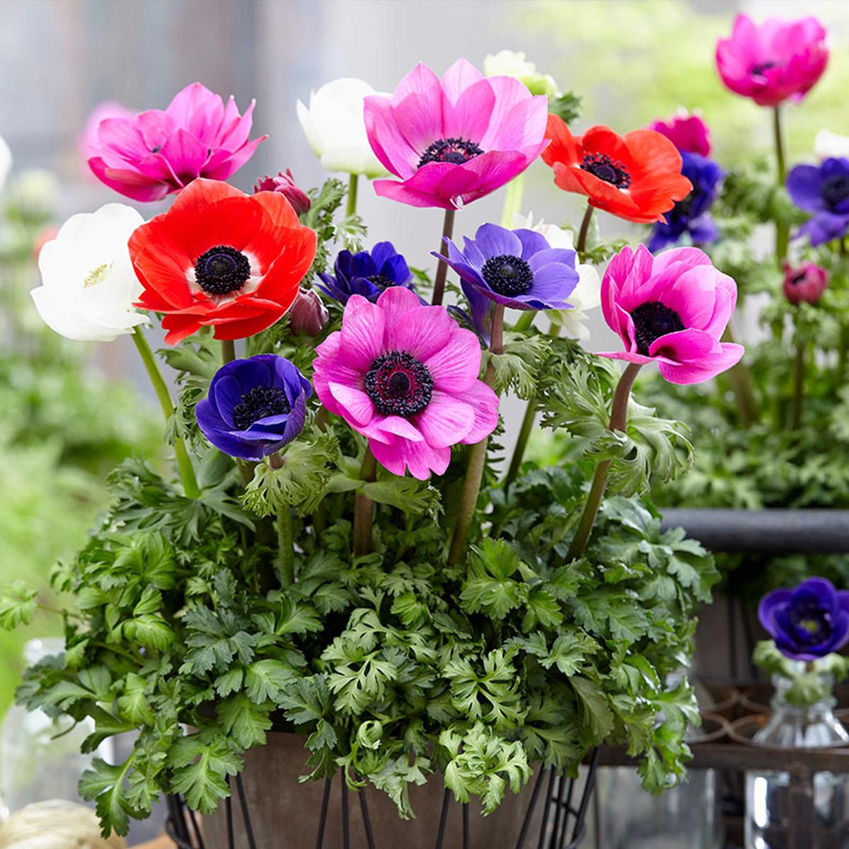 Anemone Flower Seeds for Planting Heirloom, Non-GMO, High Germination Organic Garden Seeds