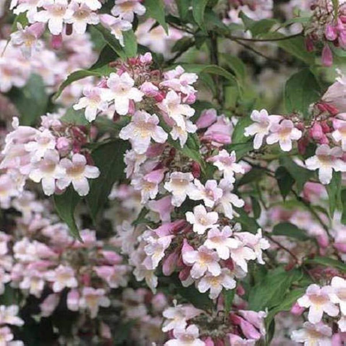 Beauty Bush Kolkwitzia Amabilis Flowering Shrub For Planting Suitable For Ornamental Borders