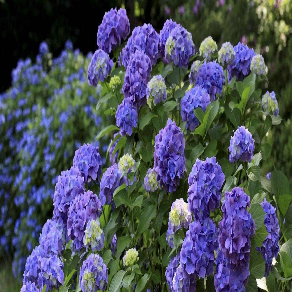 Blue Azalea Flower Seeds for Planting Heirloom, Non-GMO, High Germination Organic Garden Seeds