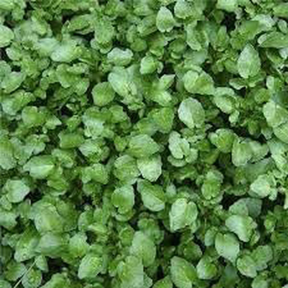 Watercress Plant Planting Heirloom Non Gmo Flower Seeds Home Garden Planting, Premium