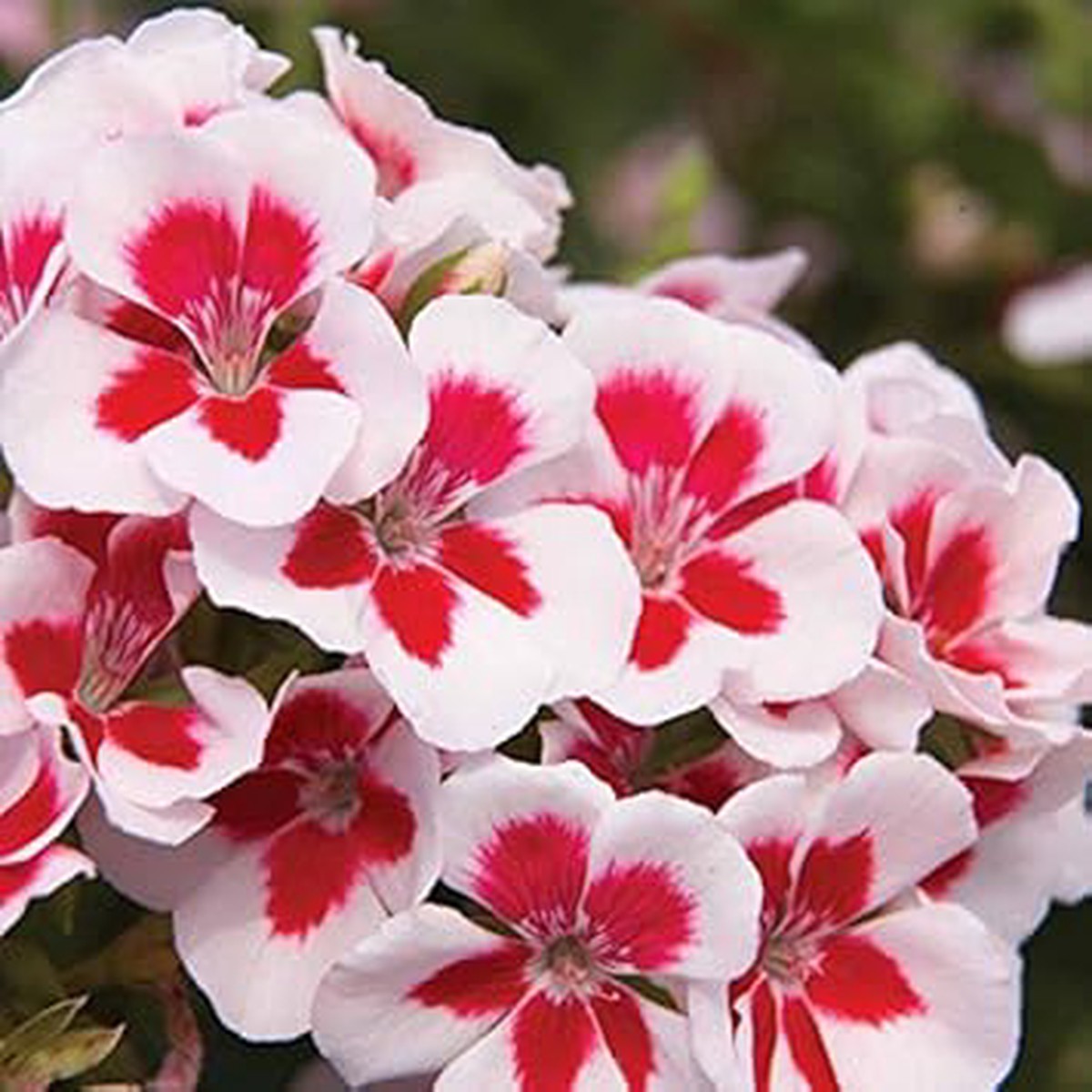 White & Red Geranium Flower Seeds for Planting Heirloom, Non-GMO, High Germination Organic Garden Seeds