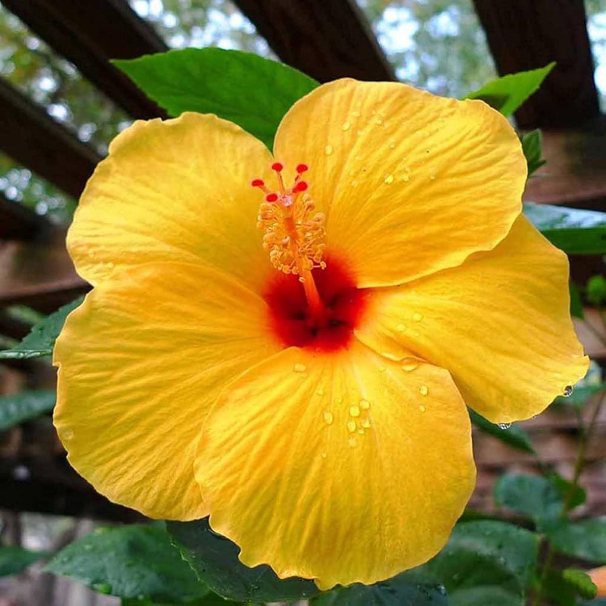 Yellow Hibiscus Flower Seeds  Heirloom Non-GMO Seeds for Bright Garden Blooms