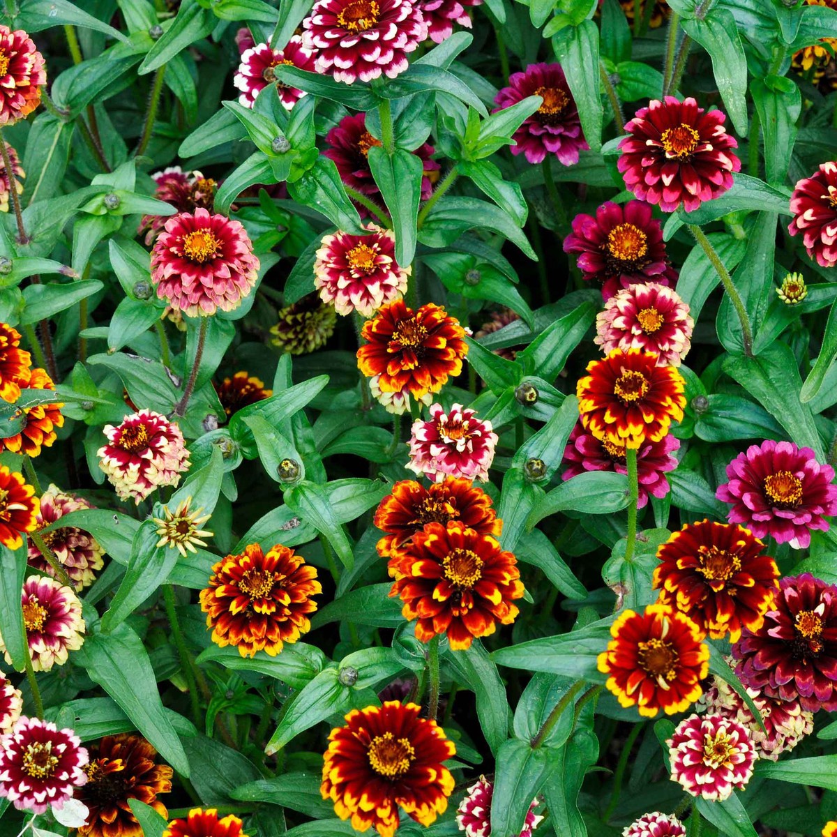 Zinnia Seeds - Aztec Sunset