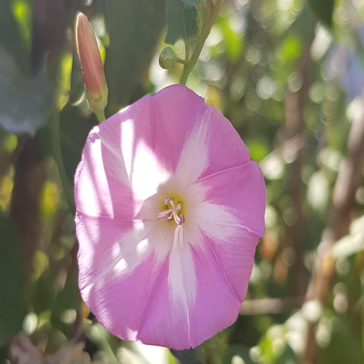 Ackerwinde Flower Seeds for Planting  Heirloom, Non-GMO, Long Bloom Season, High Germination