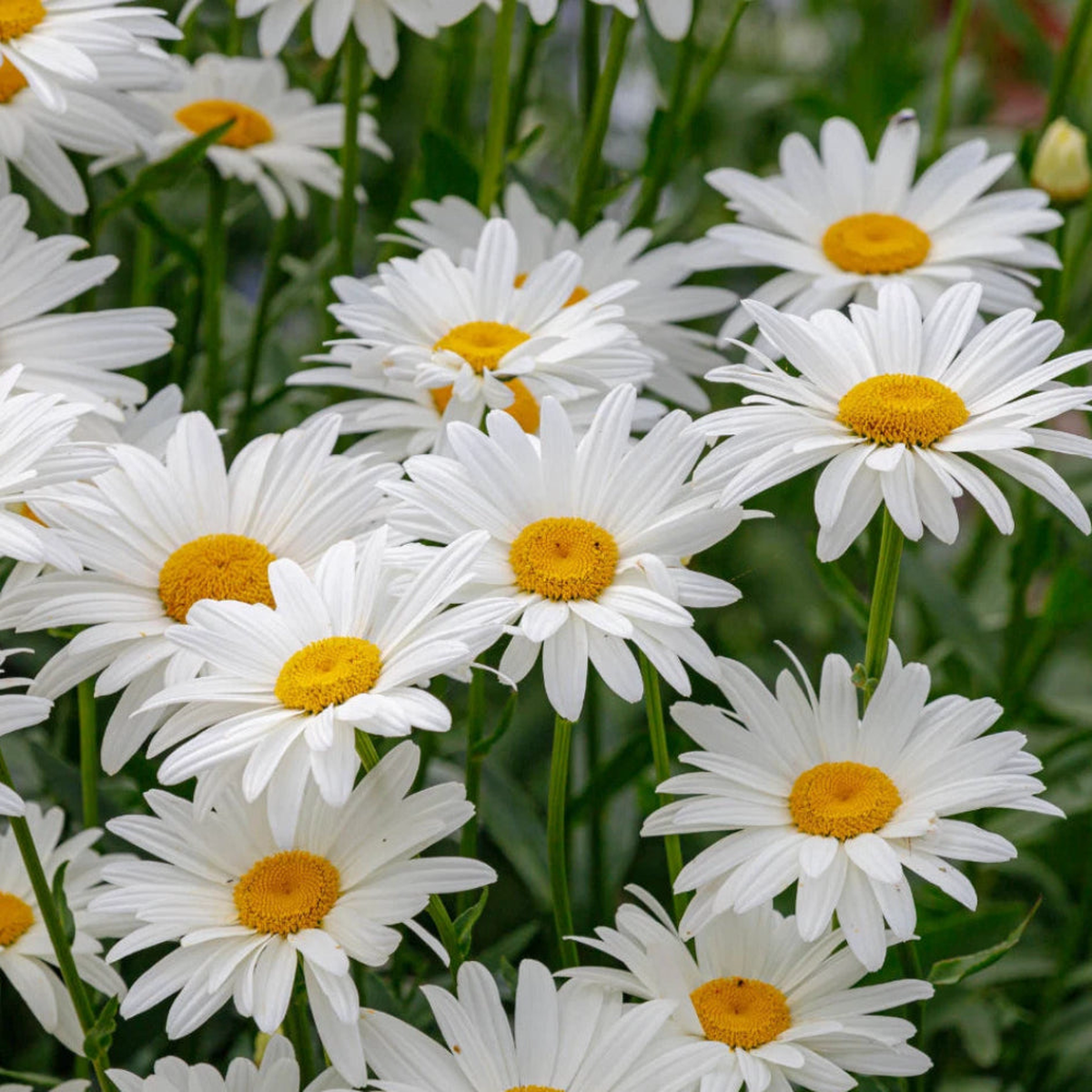 Alaska Shasta Daisy Seeds  Heirloom, Non-GMO, High Germination Organic Garden Seeds