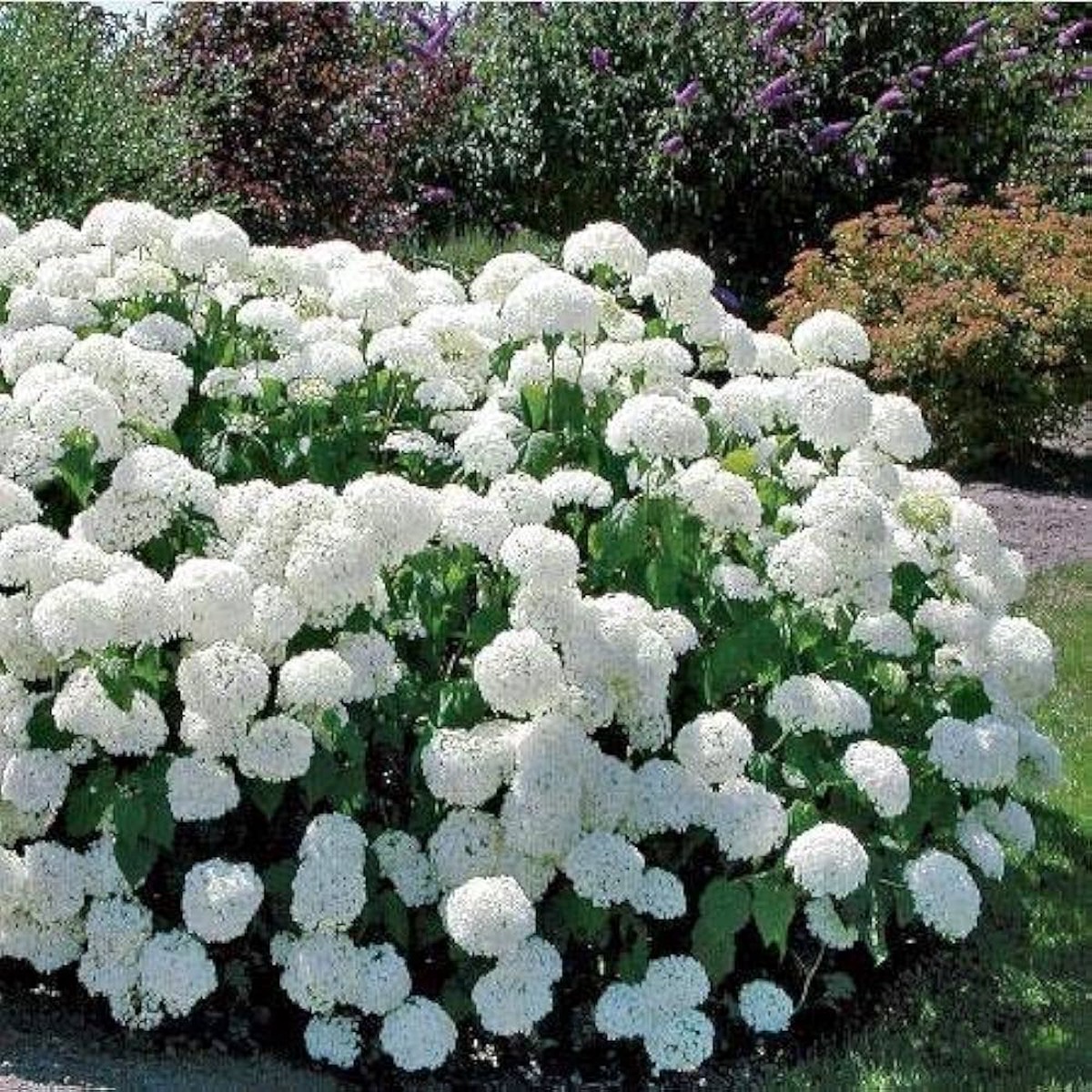 Annabelle Hydrangea For Planting Hydrangea Arborescens For Ornamental Gardens And Flower Beds