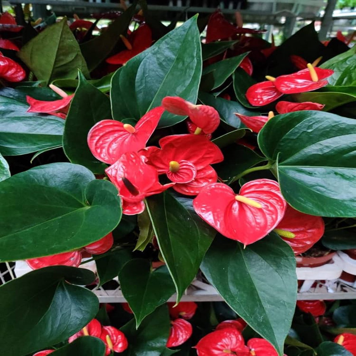 Anthurium Andraeanum Flower Seeds for Planting