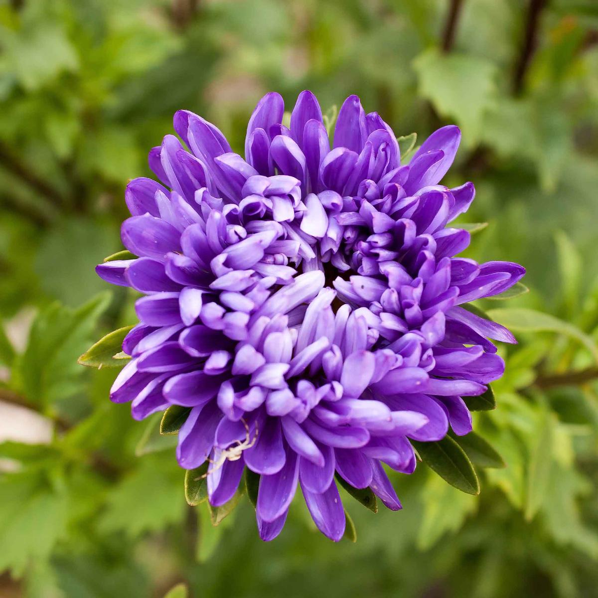 Aster Seeds (Semi-Dwarf) - Jewelaster Purple